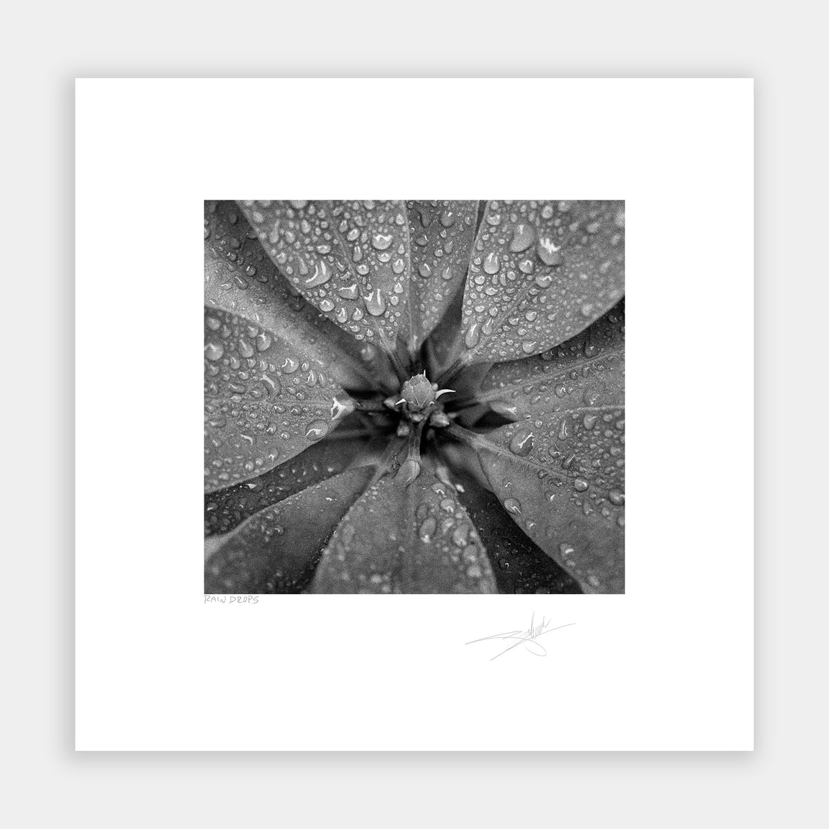 Rain Drops