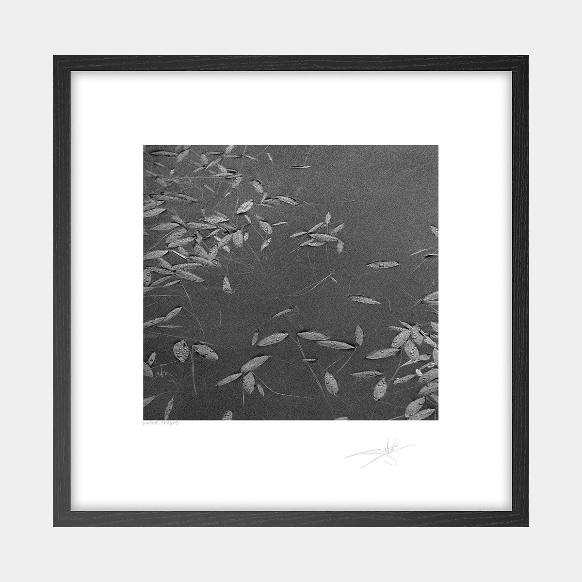 Waterleaves