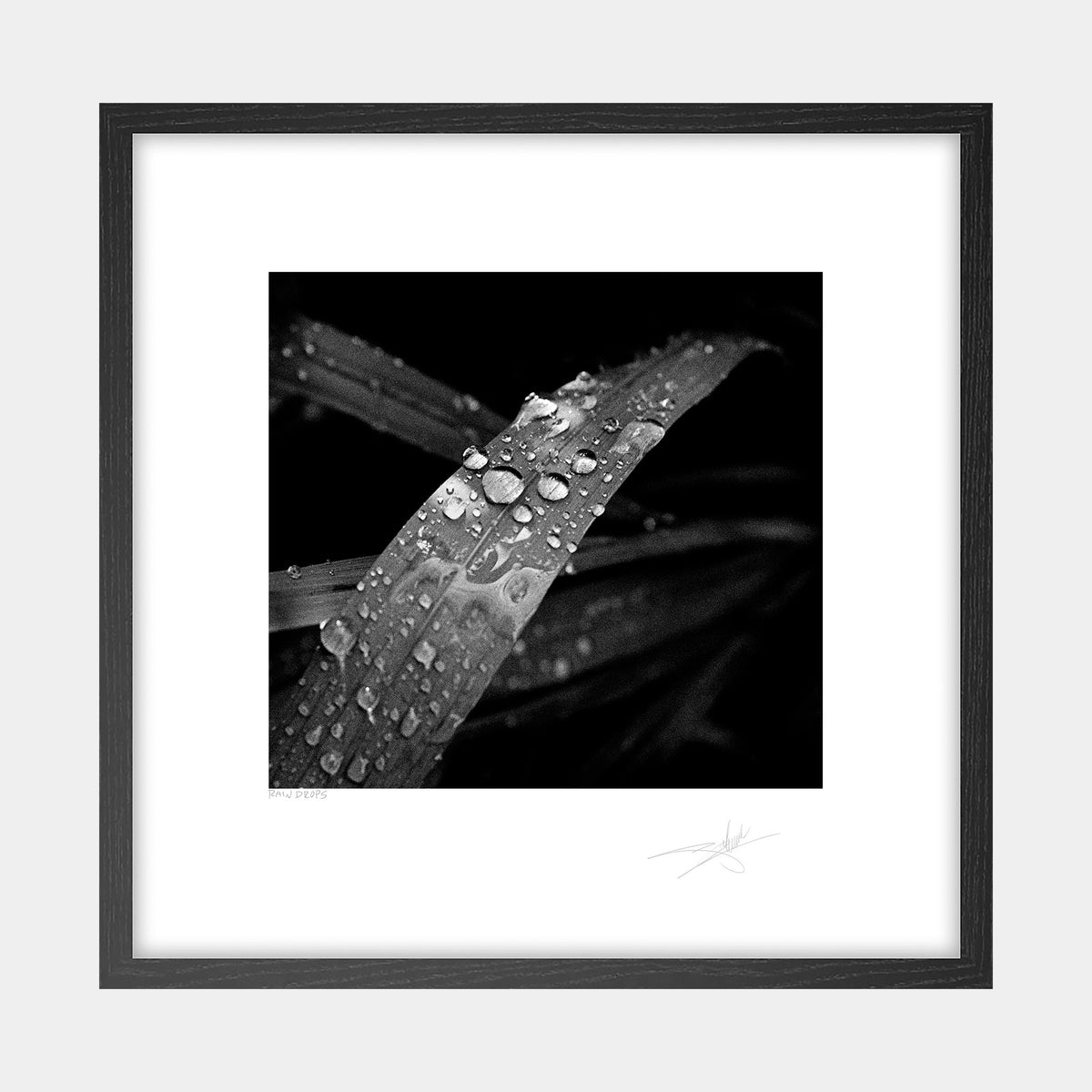 Rain Drops