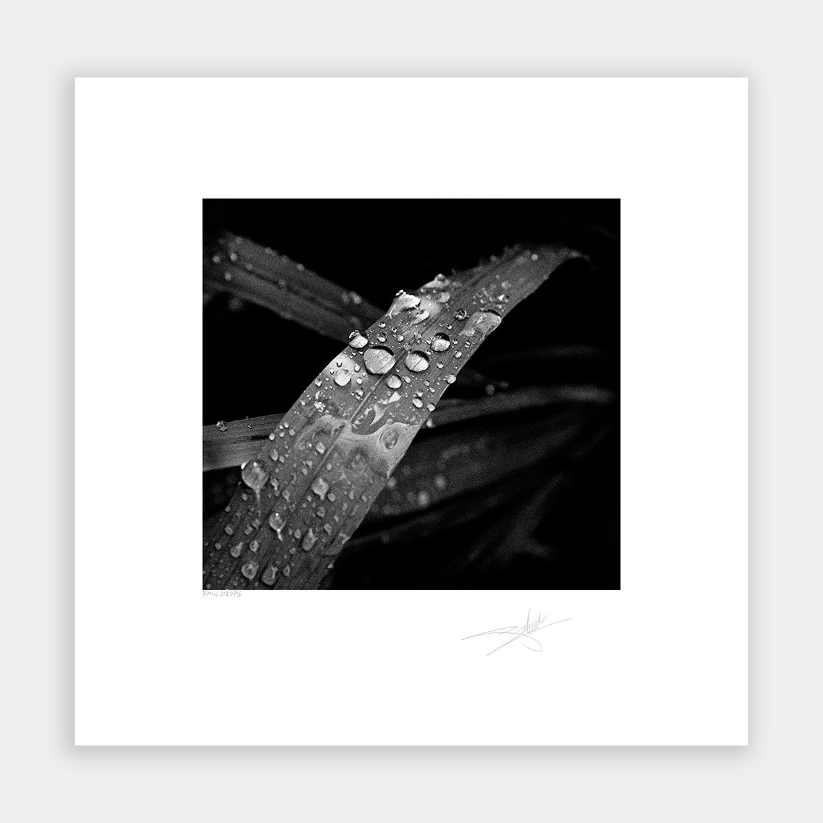 Rain Drops