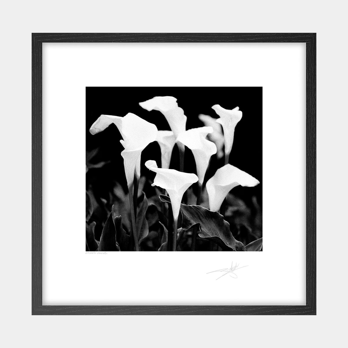 Easter Lillies