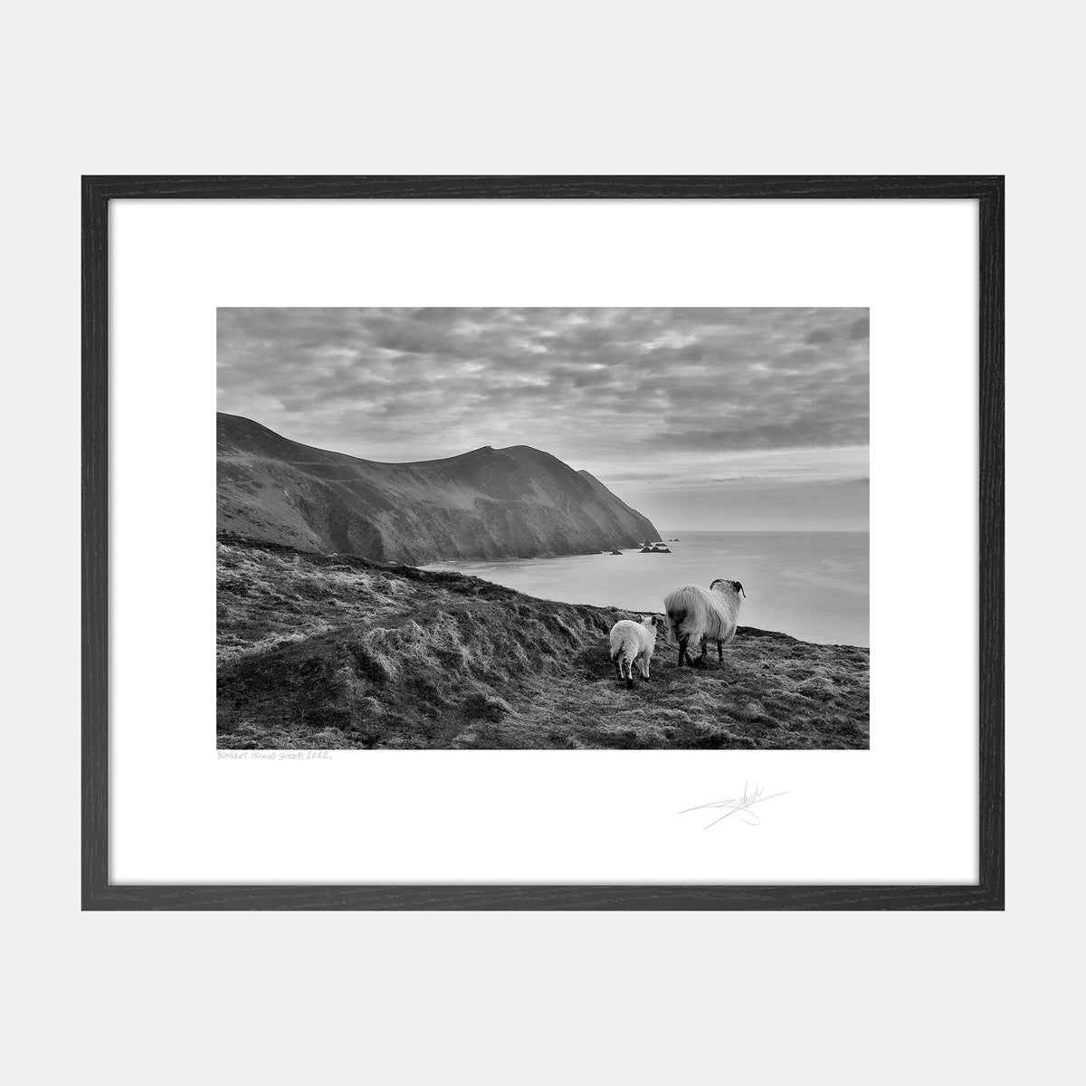 Blasket Island Sheep
