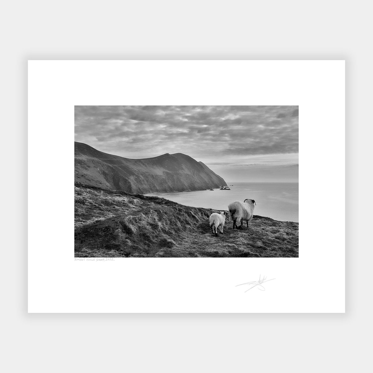 Blasket Island Sheep