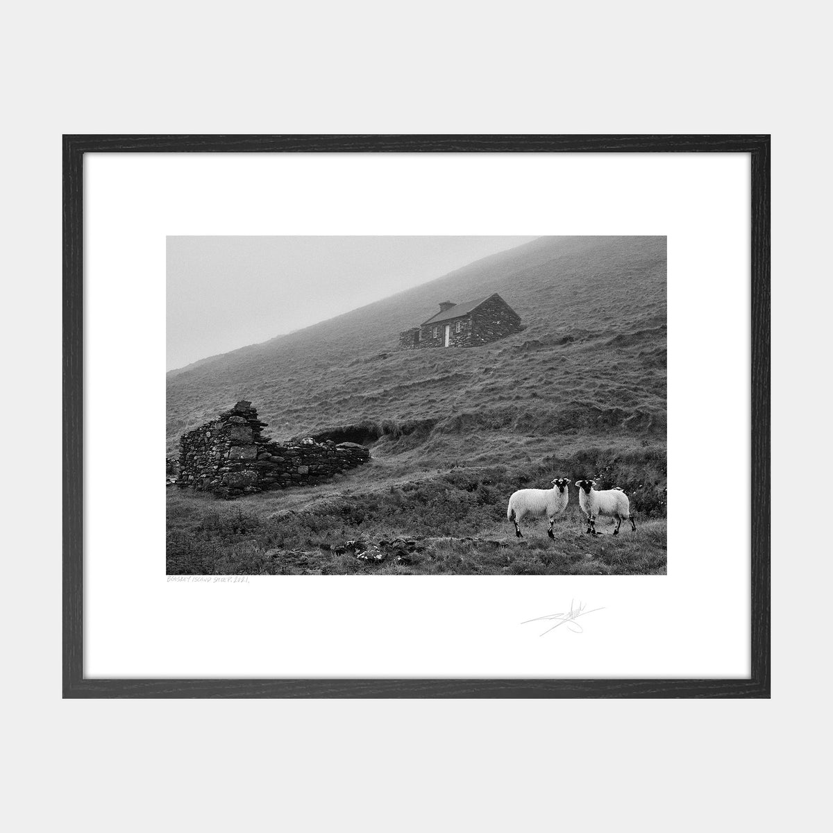 Blasket Island Sheep