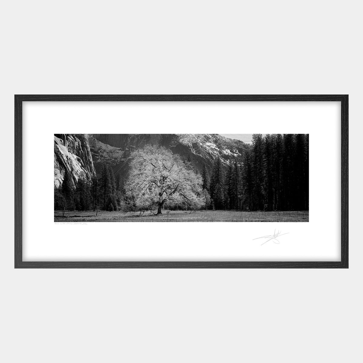 Tree in the Valley