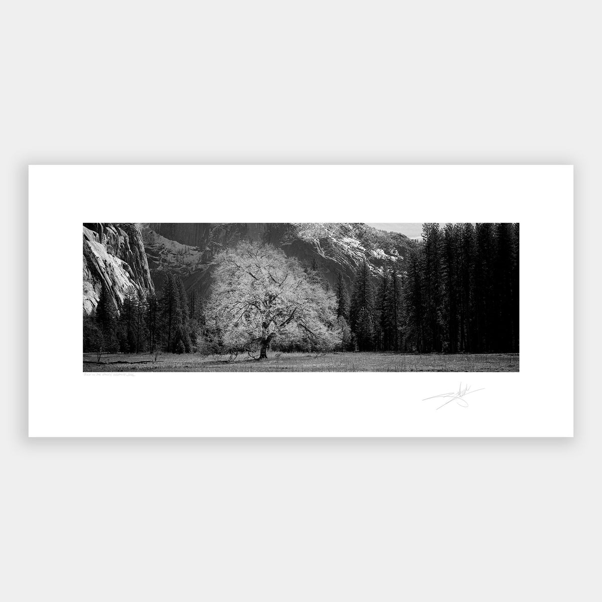 Tree in the Valley