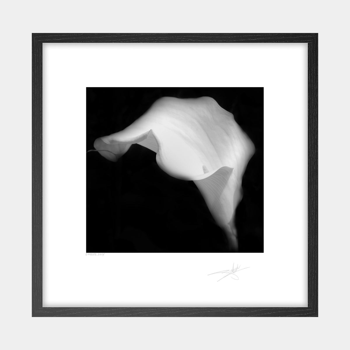 Easter Lily