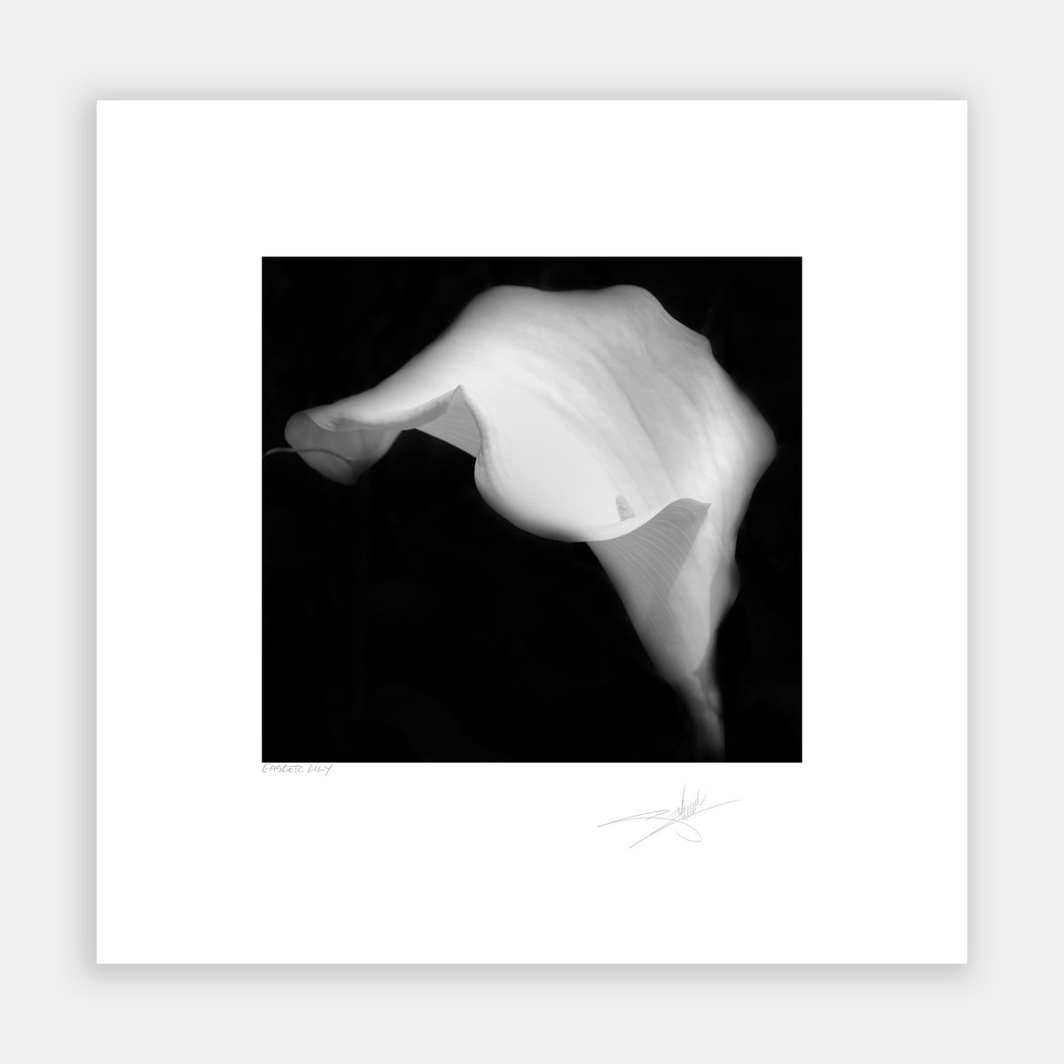 Easter Lily