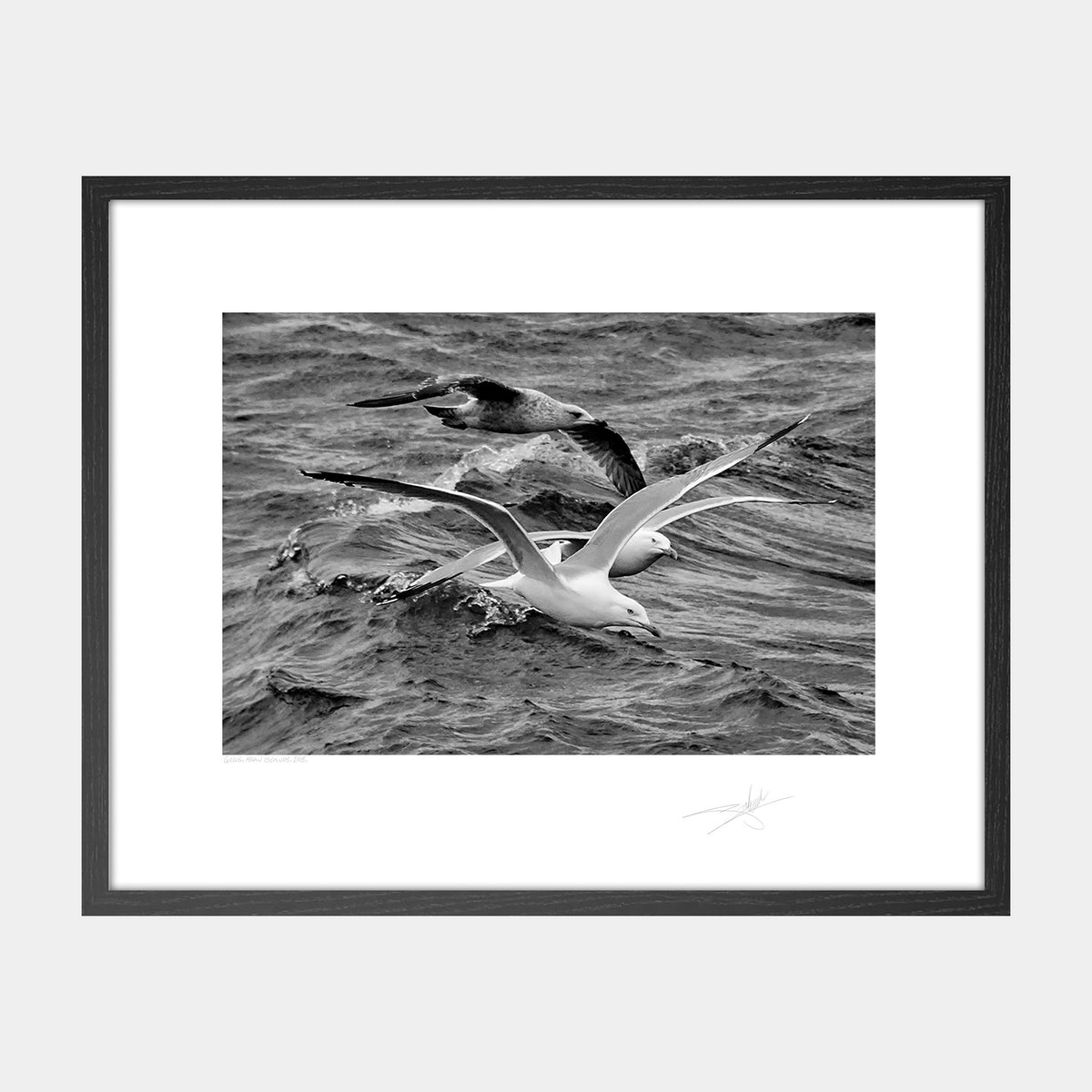 Gulls