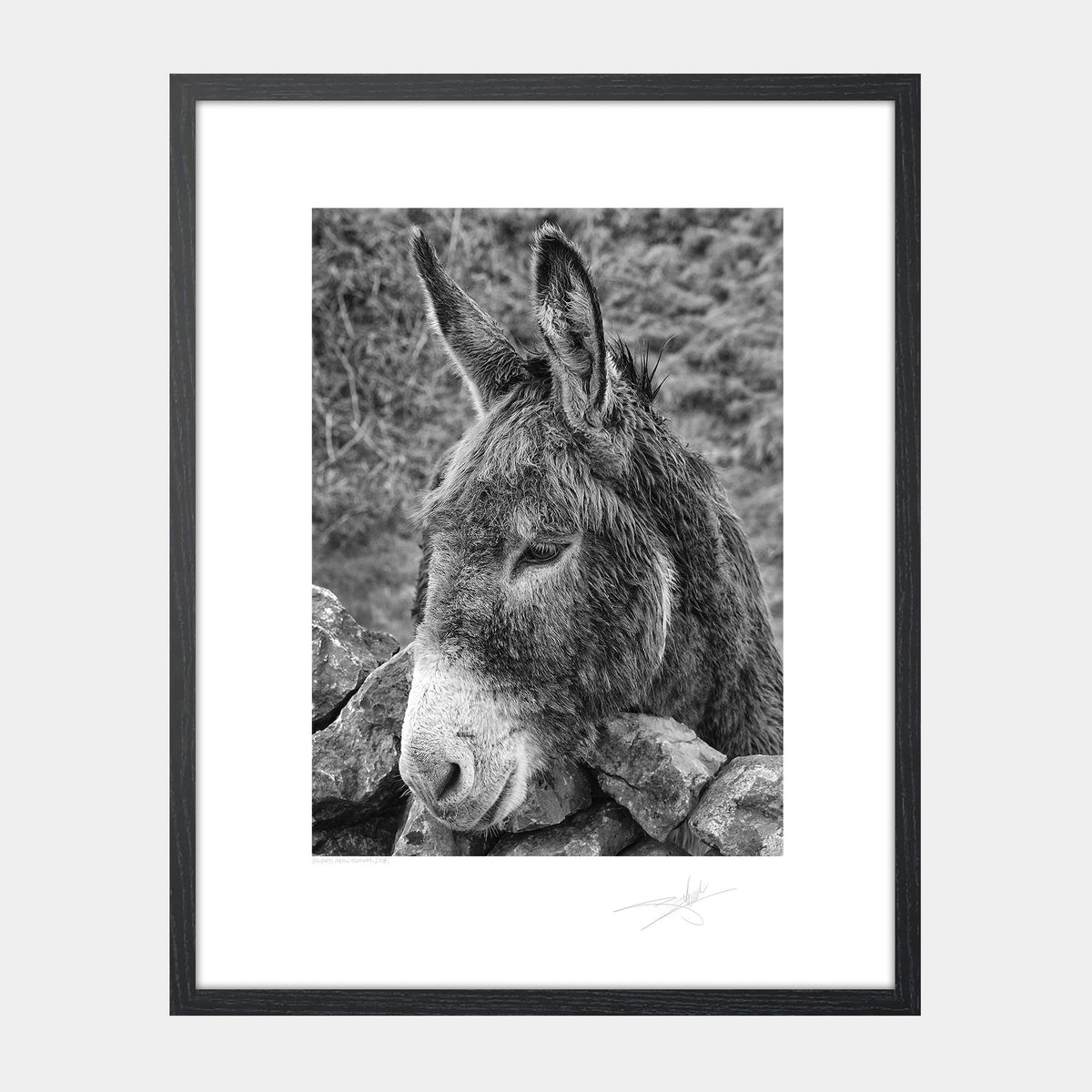 Donkey