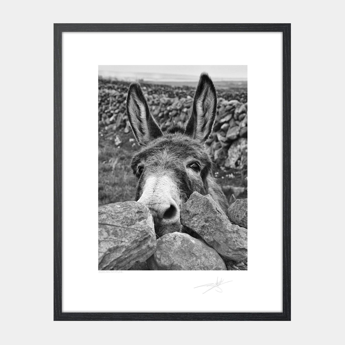 Donkey