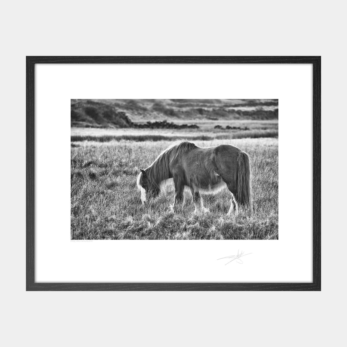 Horse Aran Islands