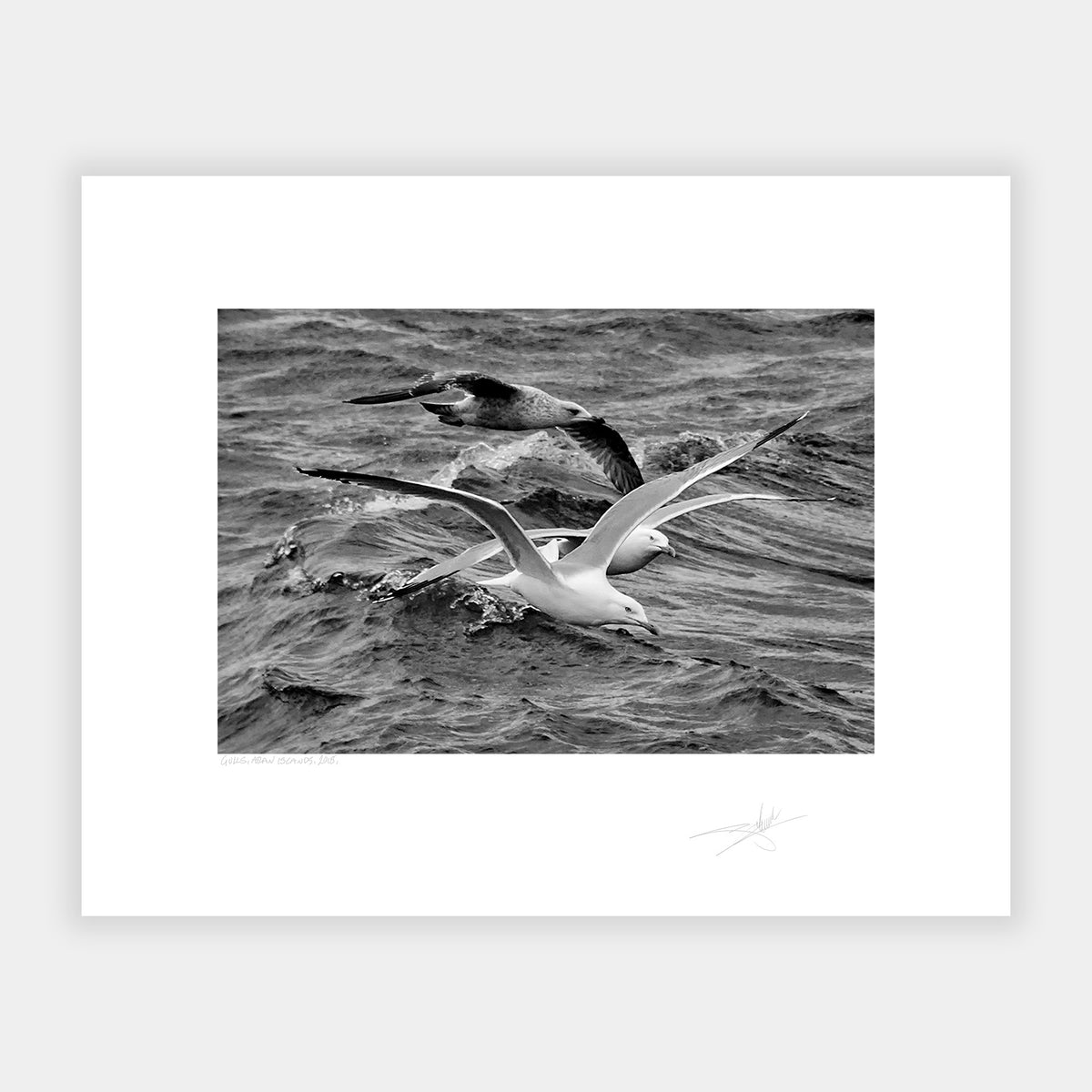 Gulls
