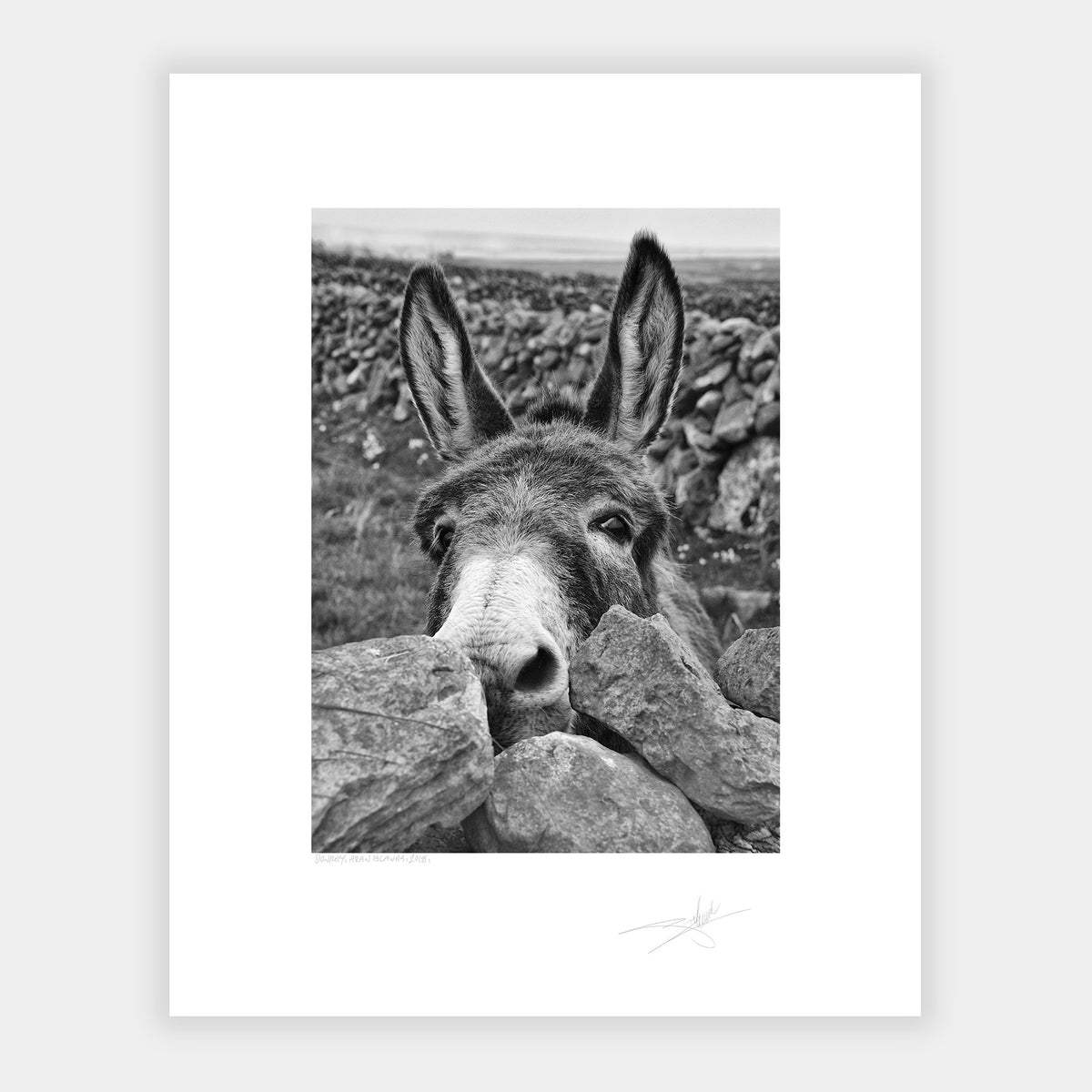 Donkey