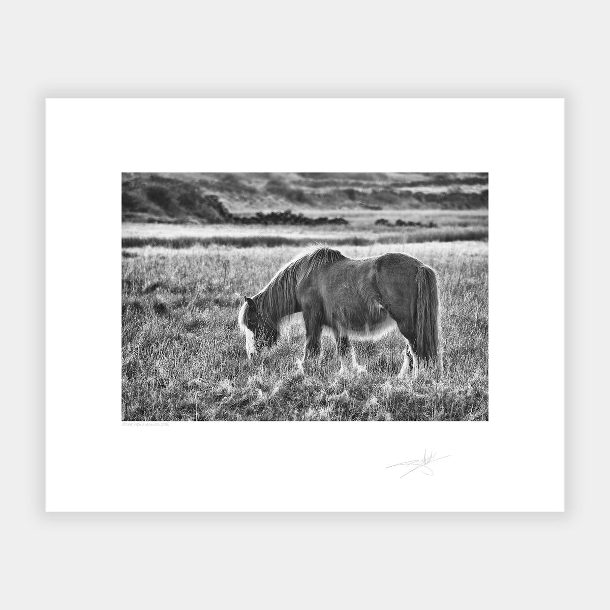 Horse Aran Islands