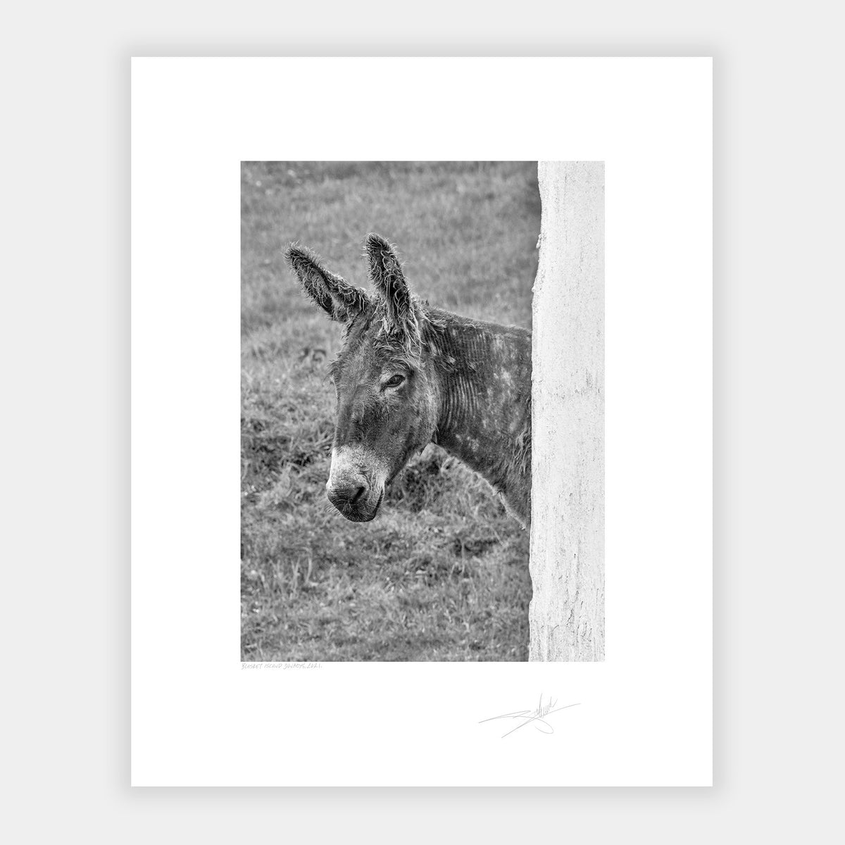 Blasket Island Donkeys Kerry Ireland 2021