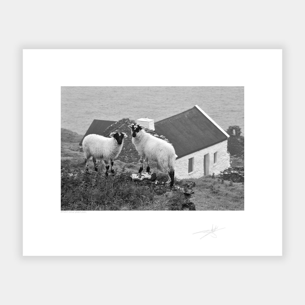 Blasket Island Sheep
