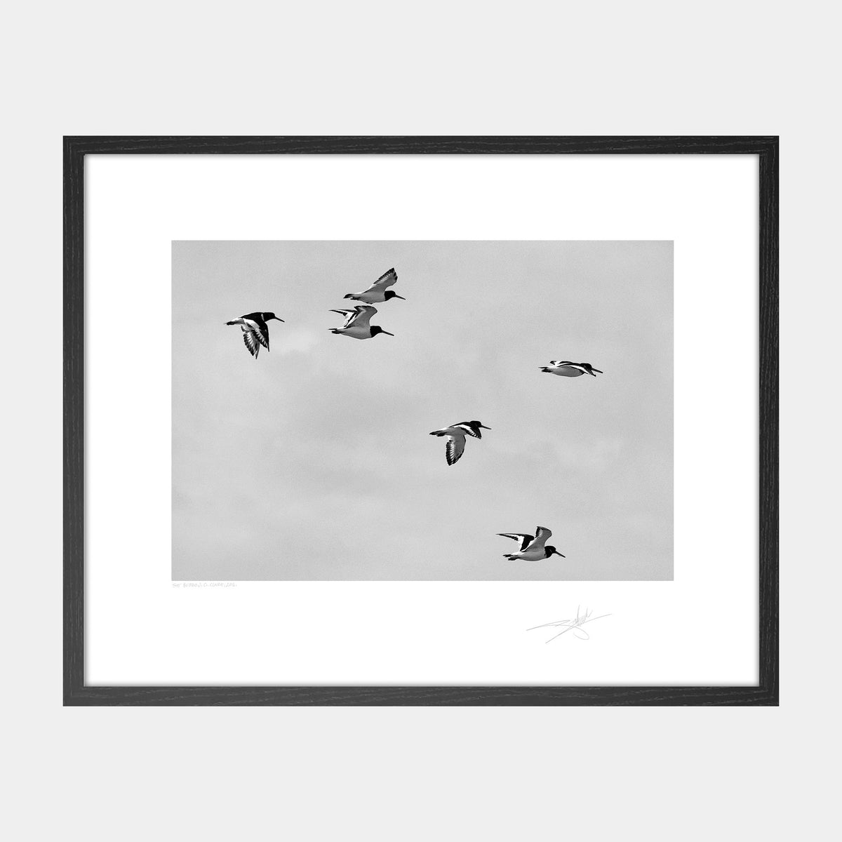 Oystercatchers