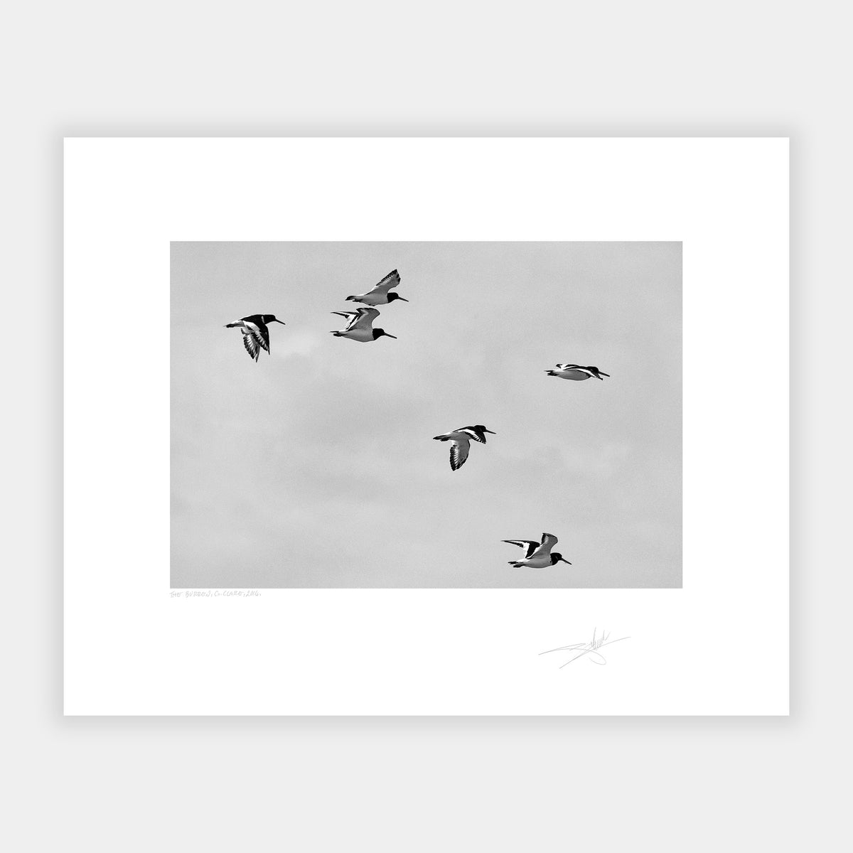 Oystercatchers