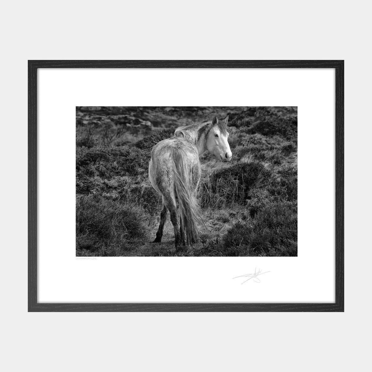 Connemara Pony