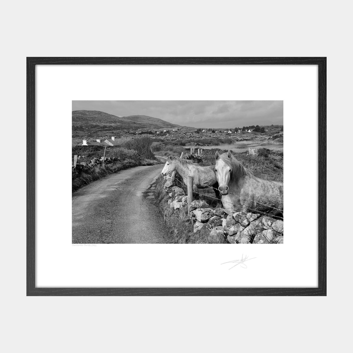 Connemara Ponies