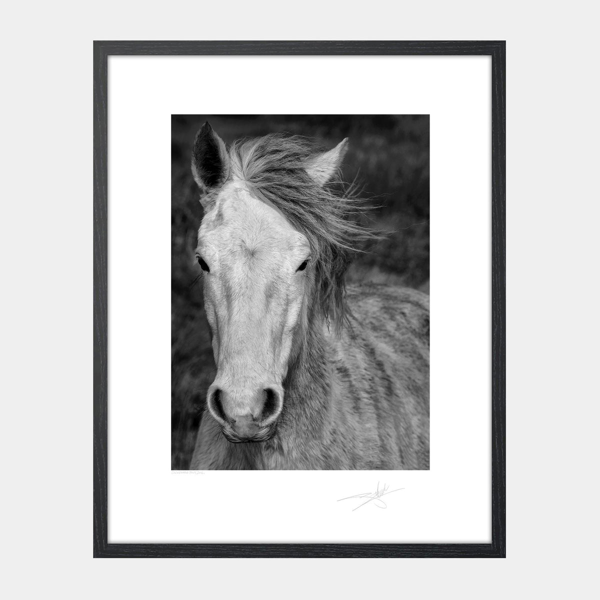 Connemara Pony