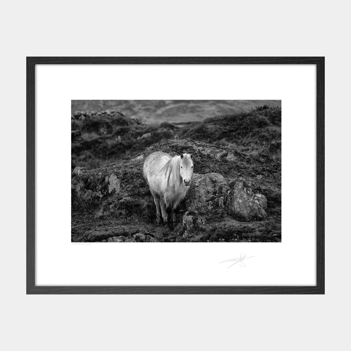 Connemara Pony