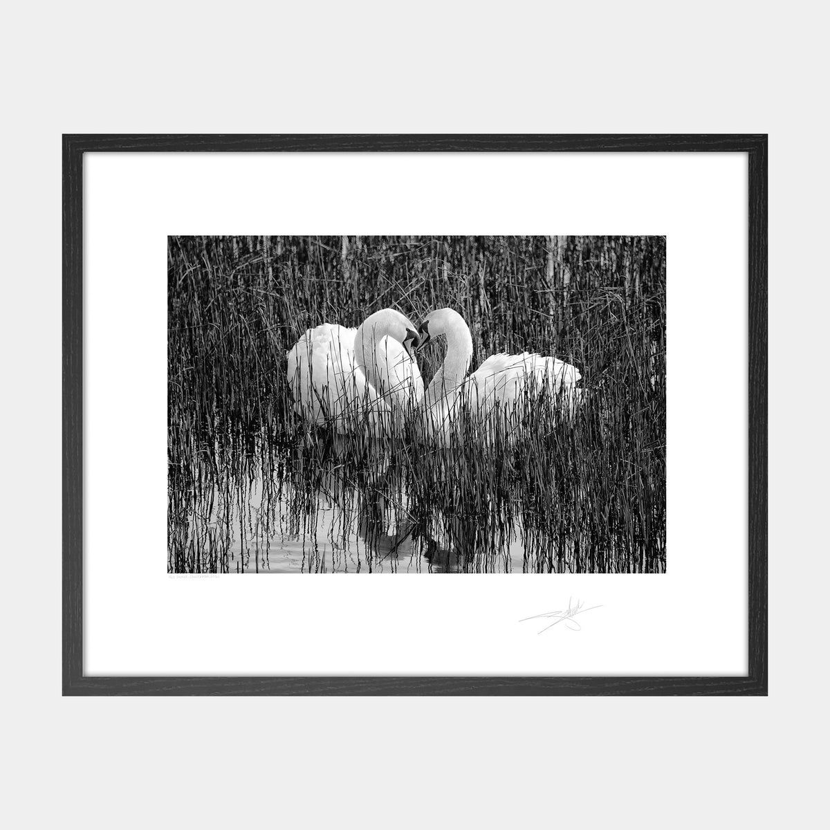 Two Swans