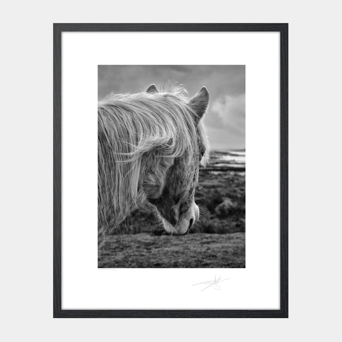 Connemara Pony