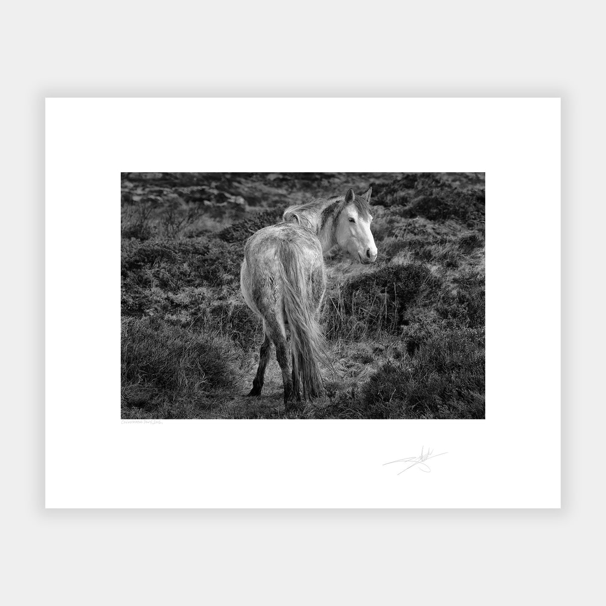 Connemara Pony