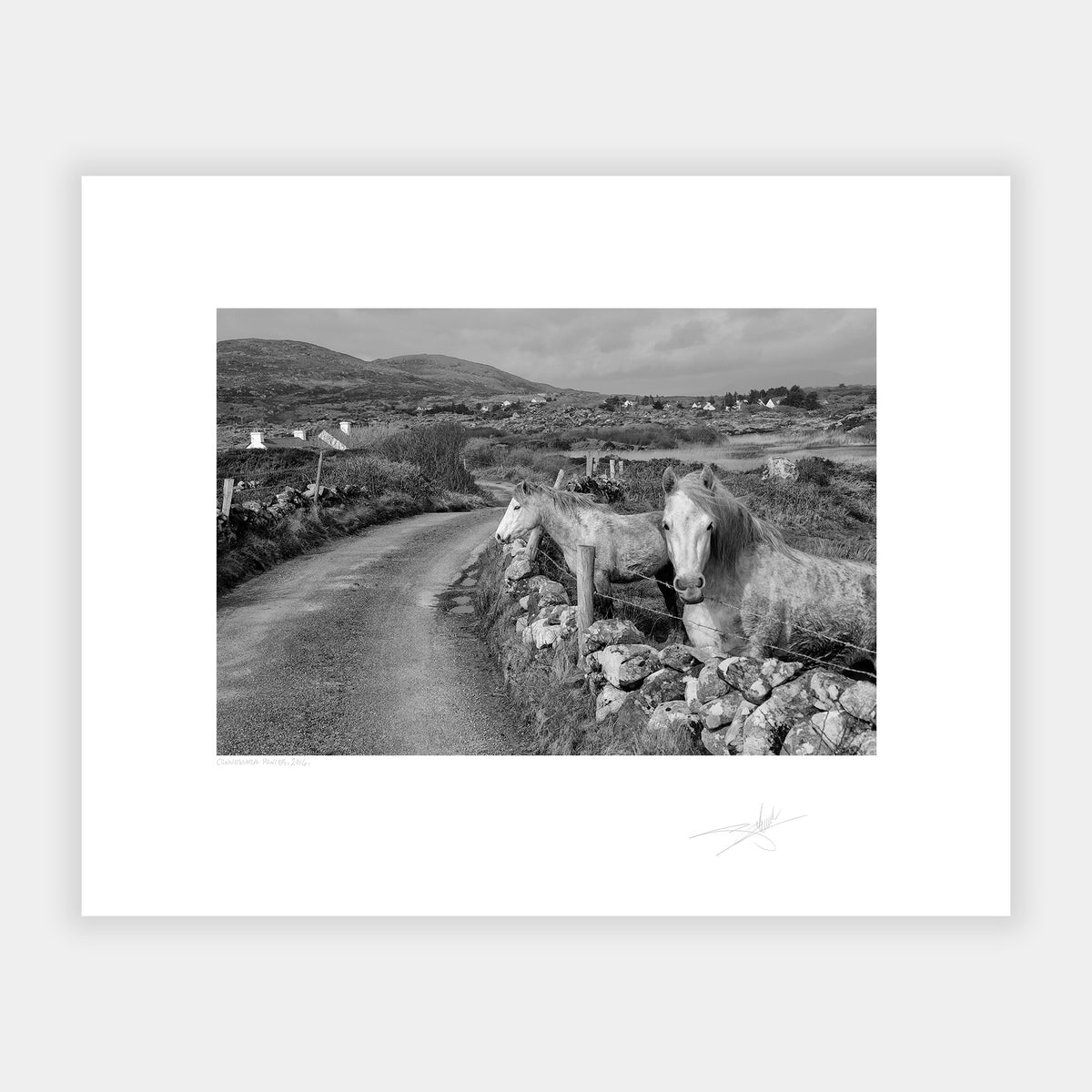 Connemara Ponies