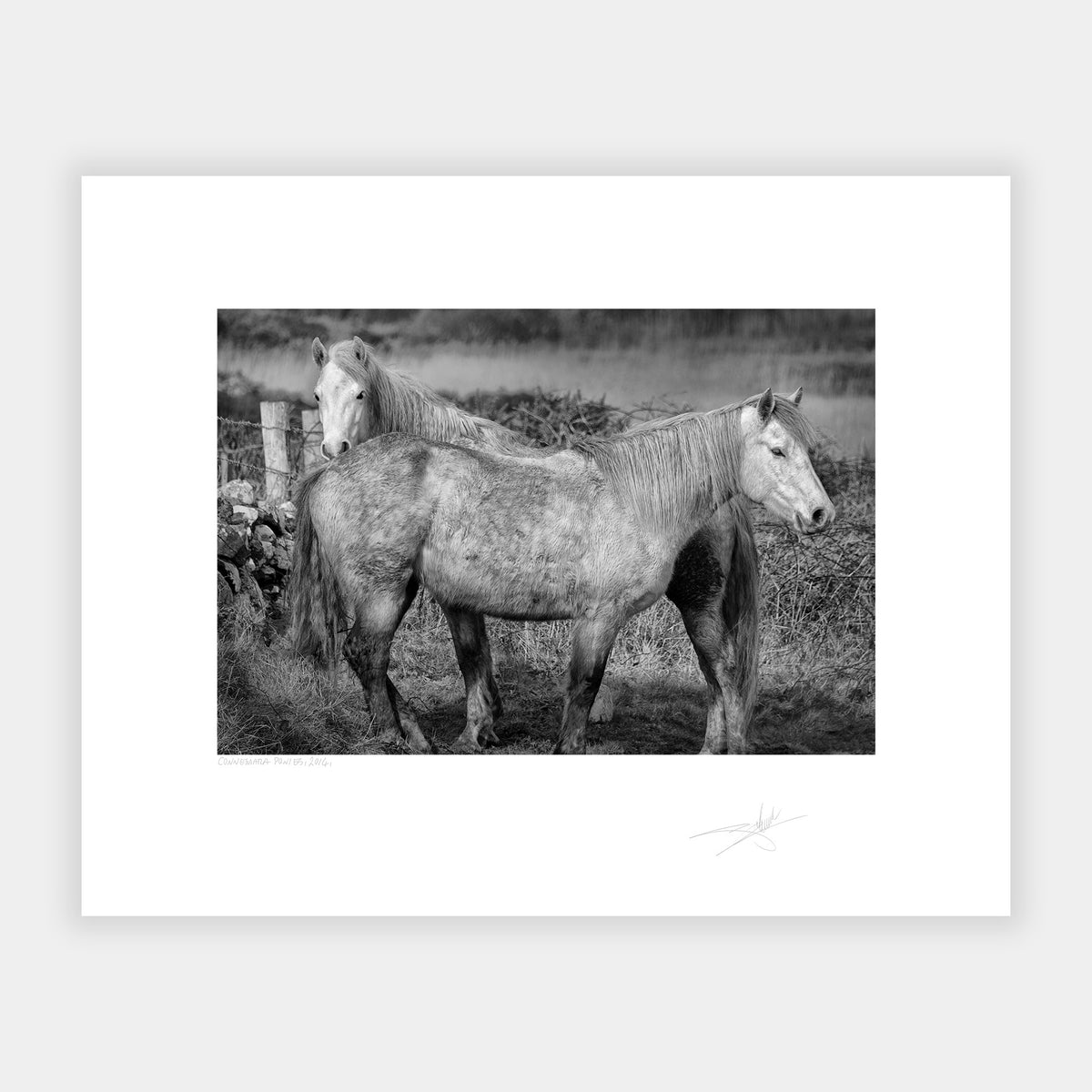Connemara Ponies