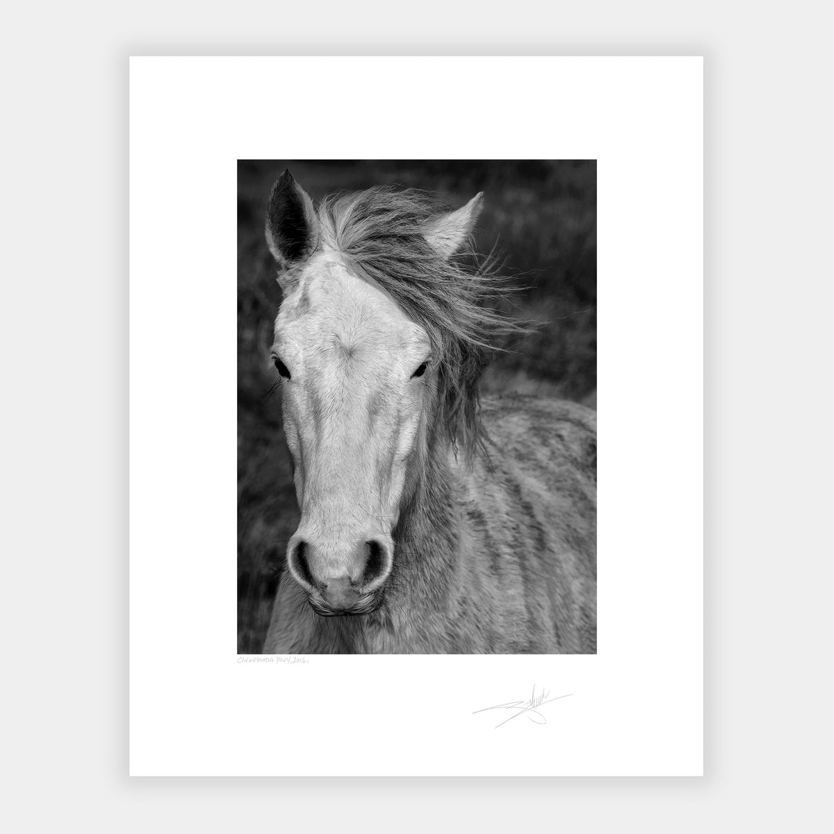 Connemara Pony
