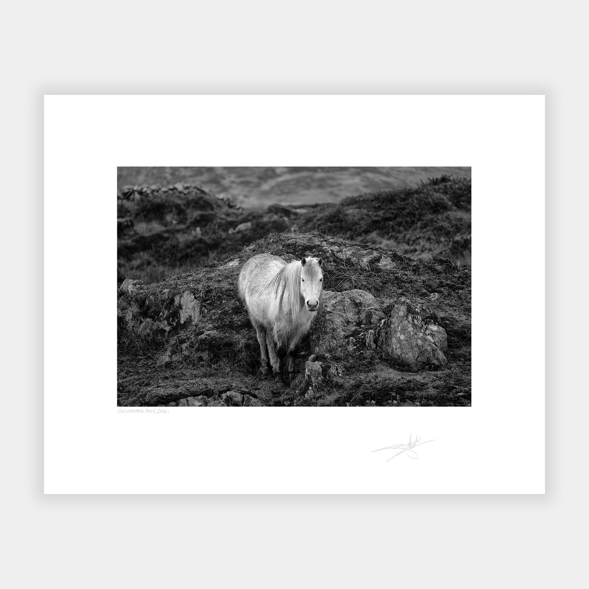 Connemara Pony