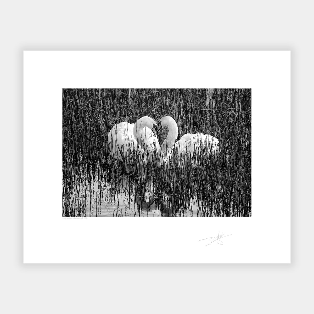 Two Swans