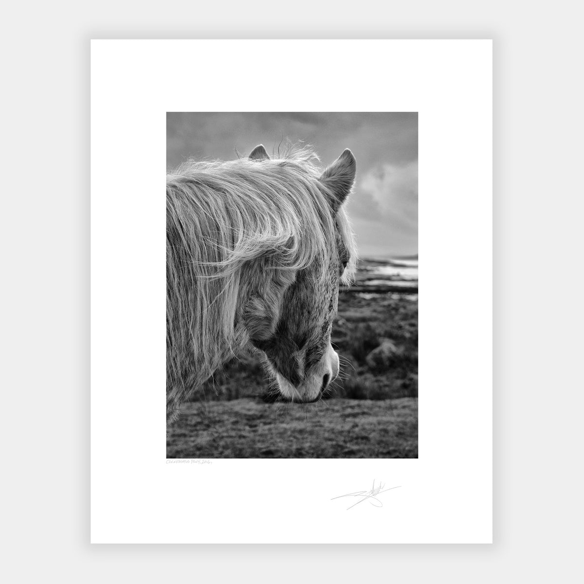 Connemara Pony