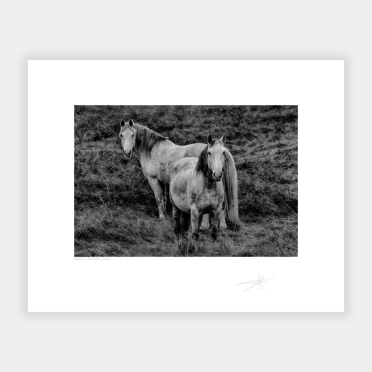 Horses, Donegal, 2022