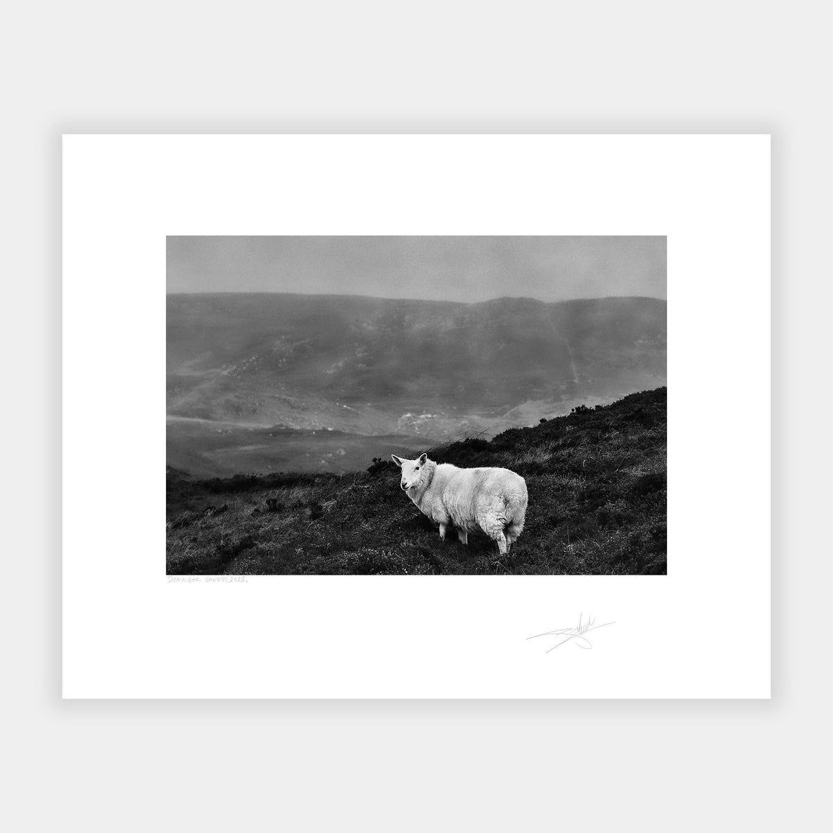 Donegal Sheep, 2022