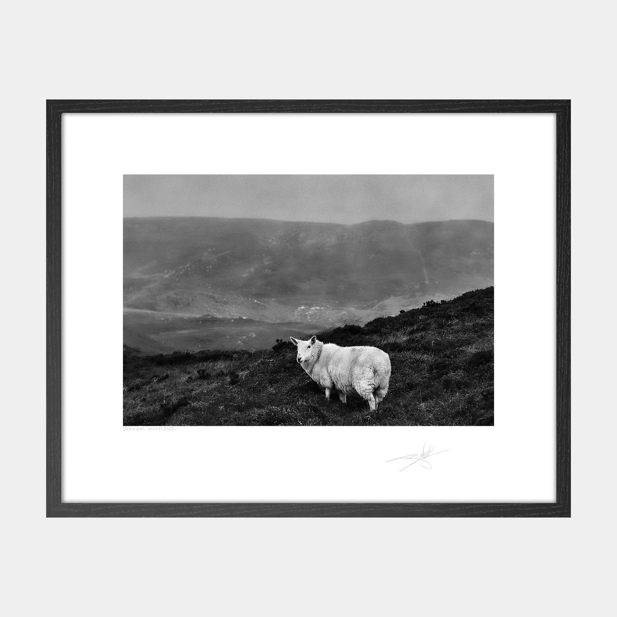 Donegal Sheep, 2022