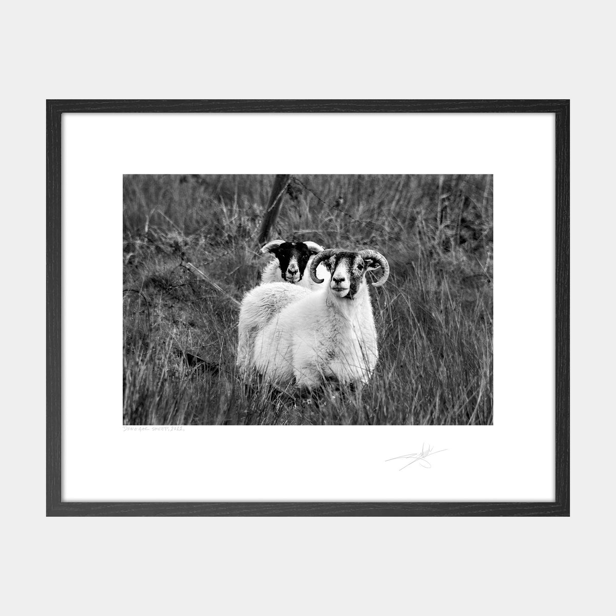Donegal Sheep, 2022