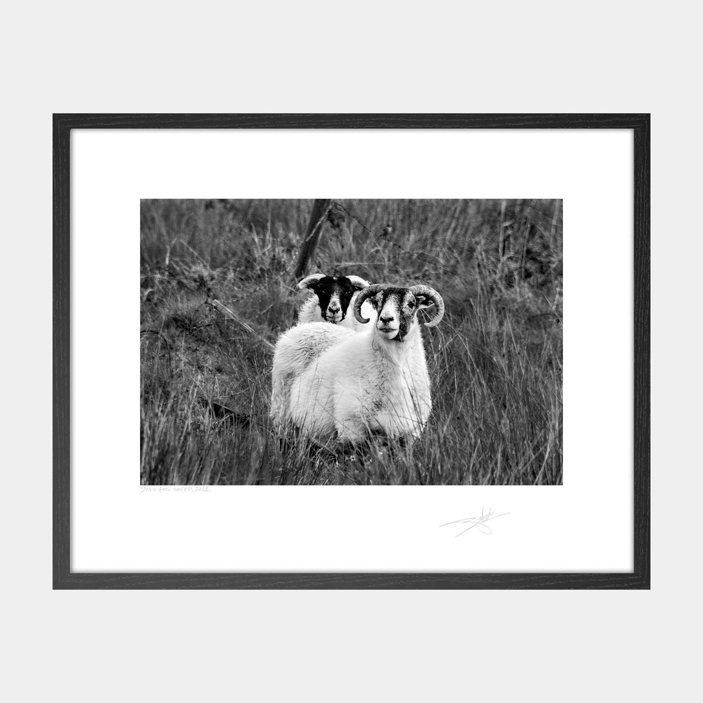 Donegal Sheep, 2022