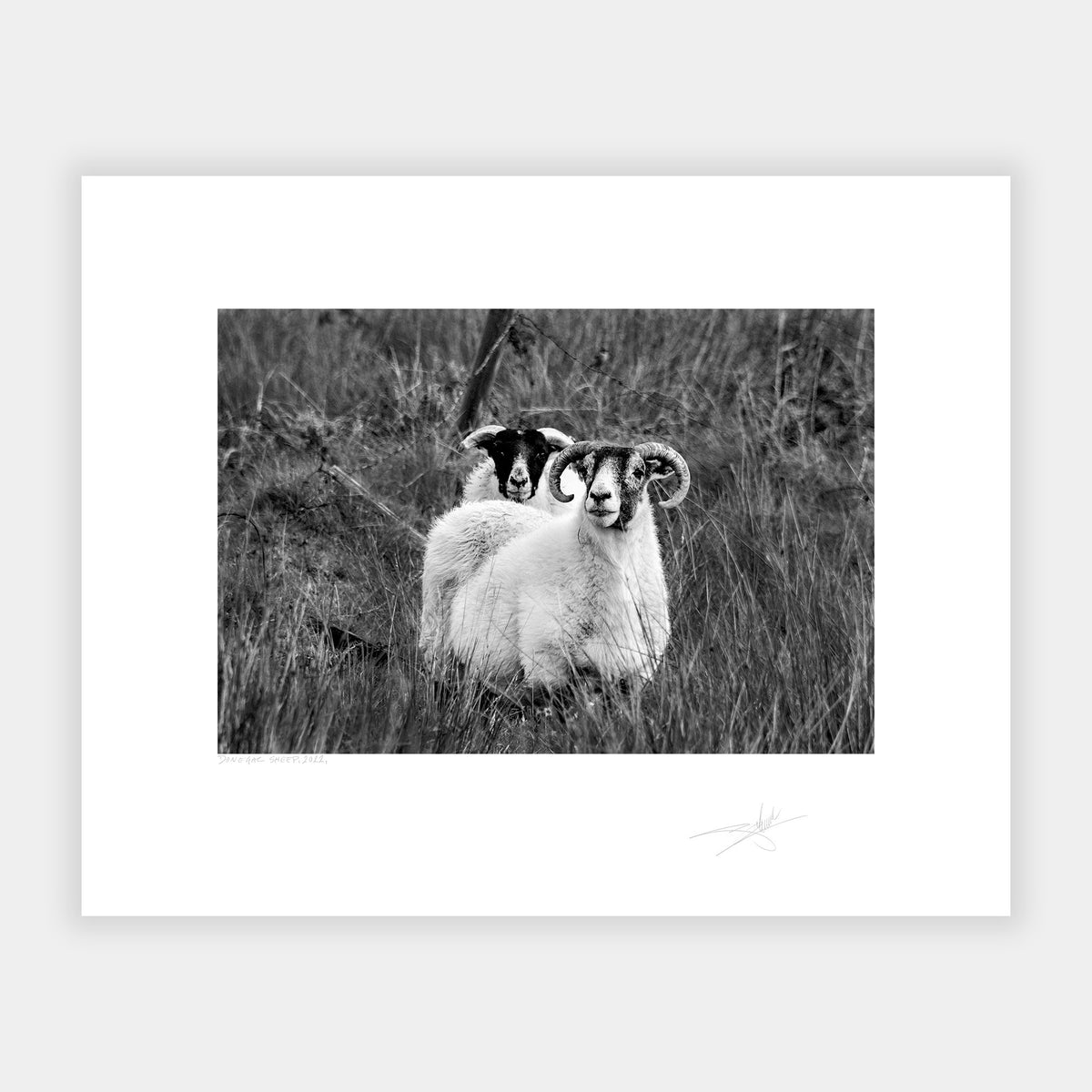 Donegal Sheep, 2022