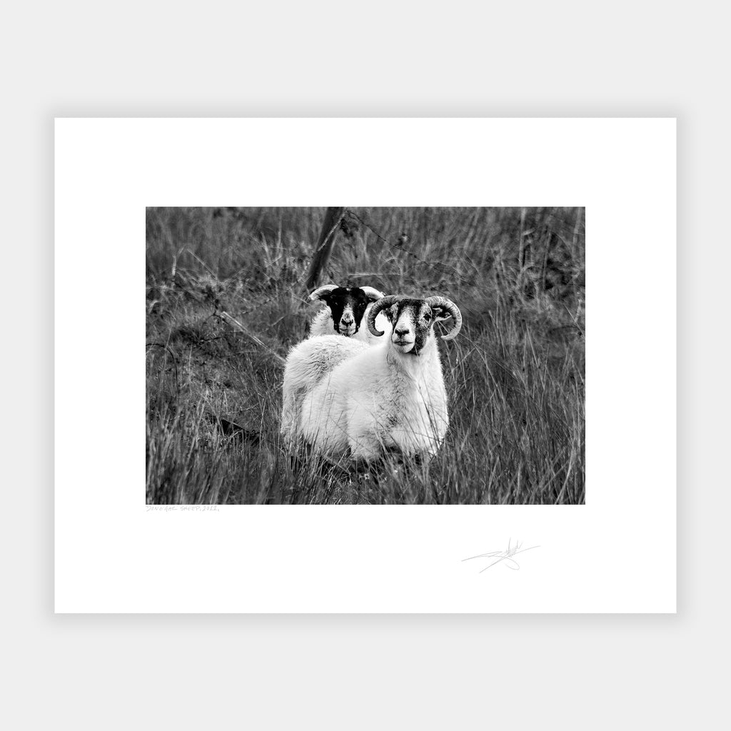 Donegal Sheep, 2022