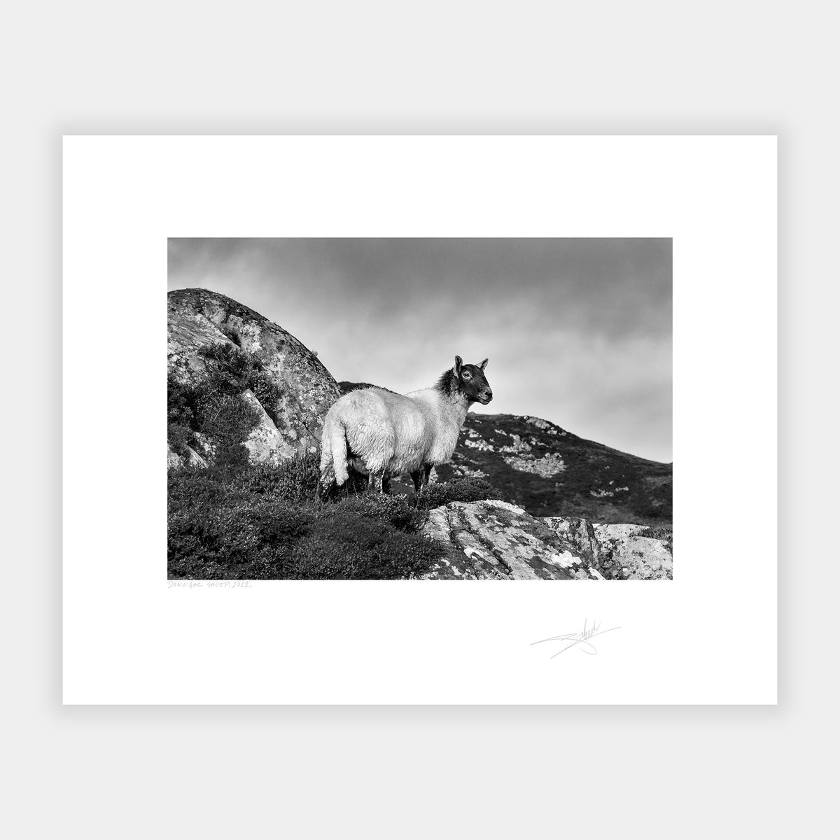 Donegal Sheep, 2022