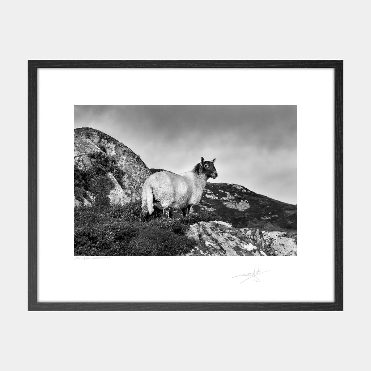 Donegal Sheep, 2022
