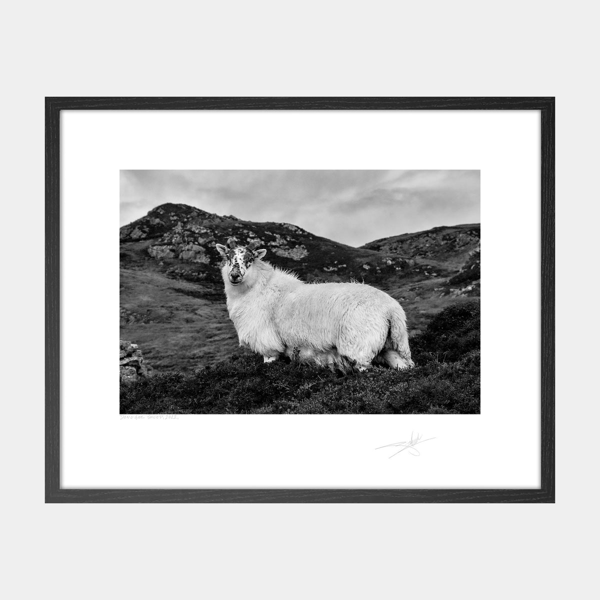Donegal Sheep, 2022