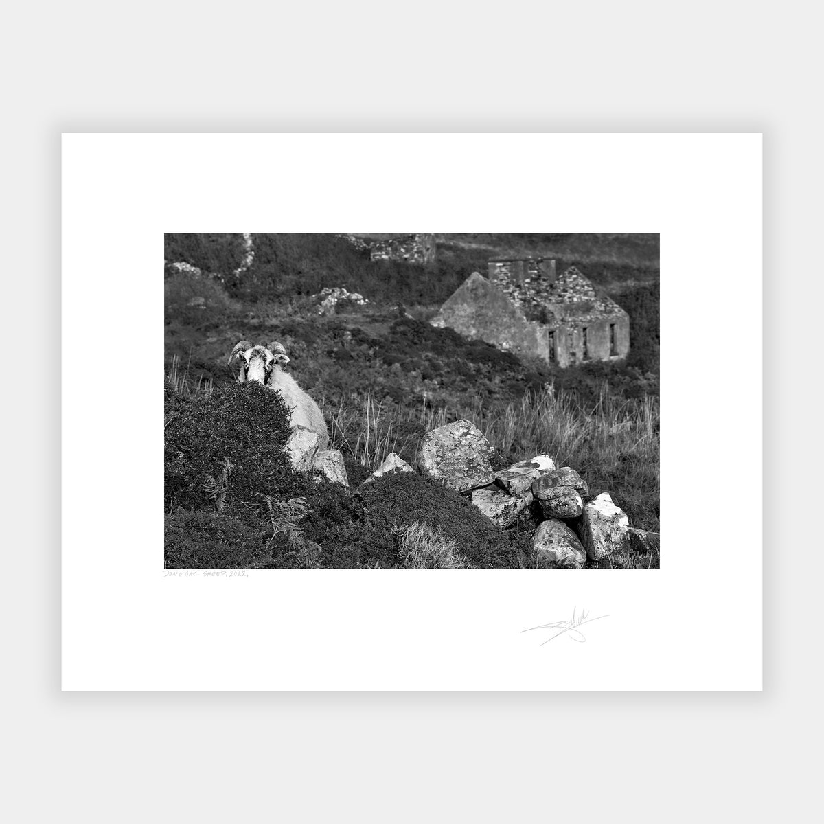 Donegal Sheep, 2022