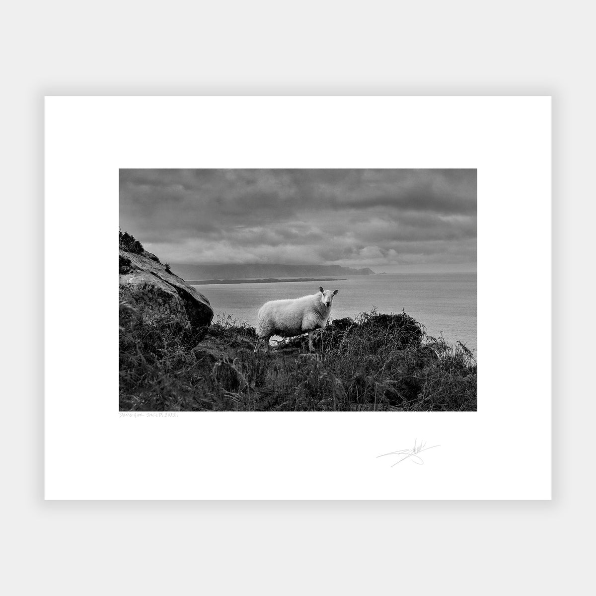 Donegal Sheep, 2022