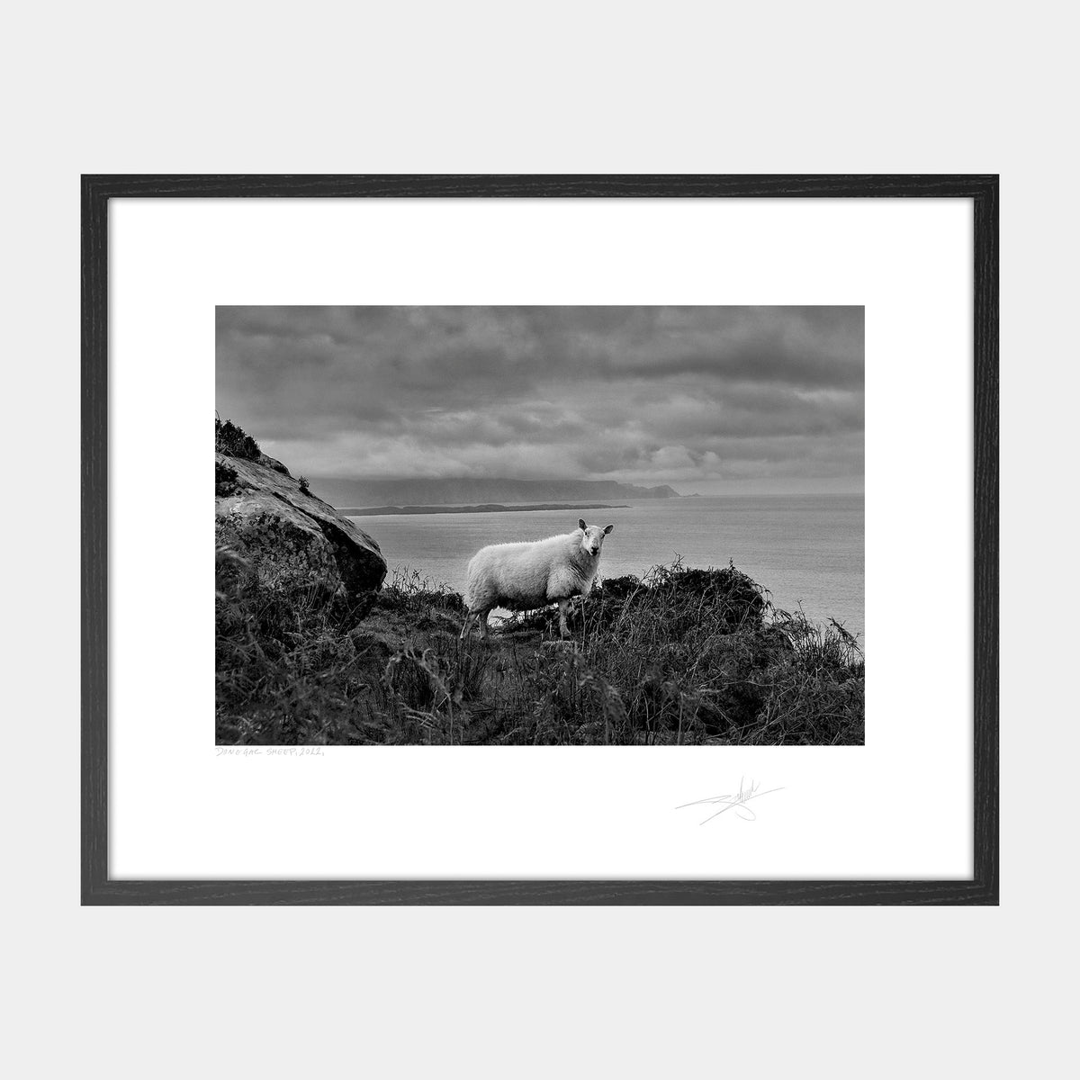 Donegal Sheep, 2022