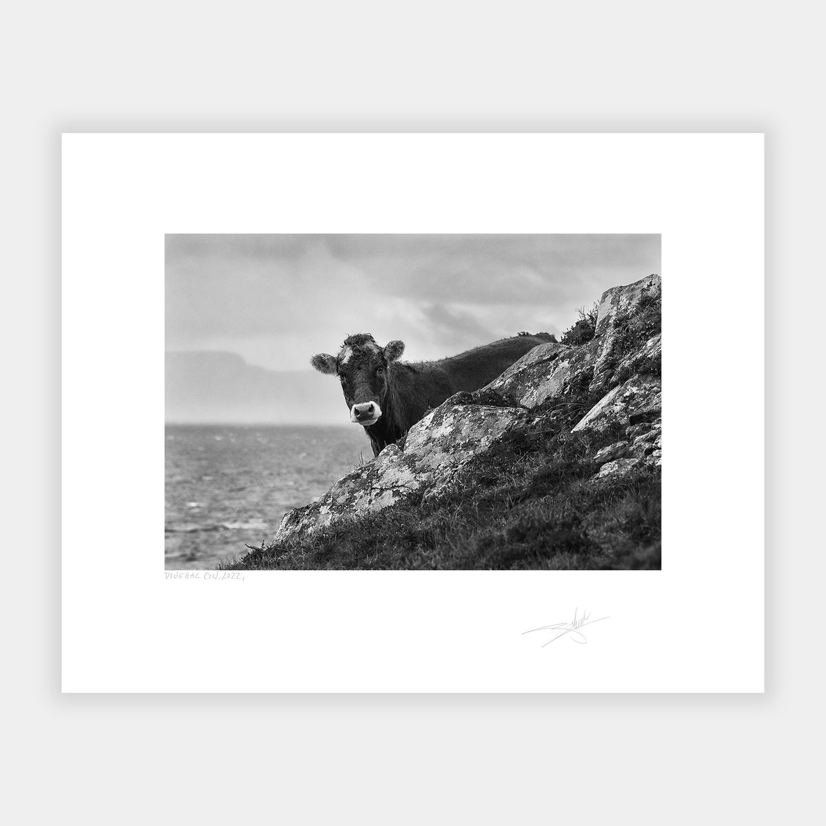 Donegal Cow, 2022